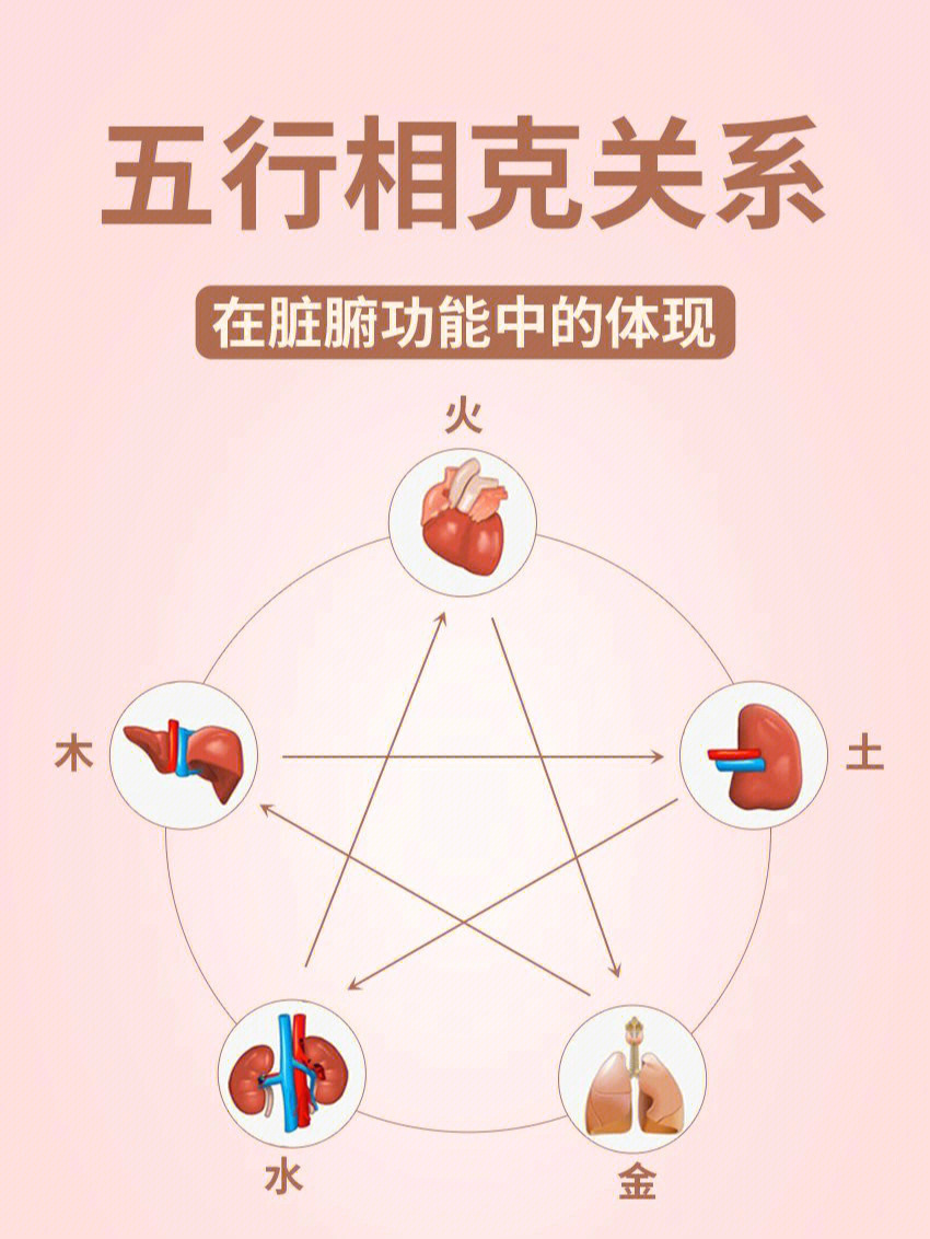 五行相生相克脏腑图片