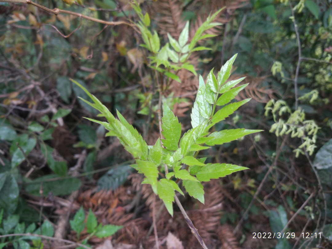 湘西南雪峰山野生莓茶