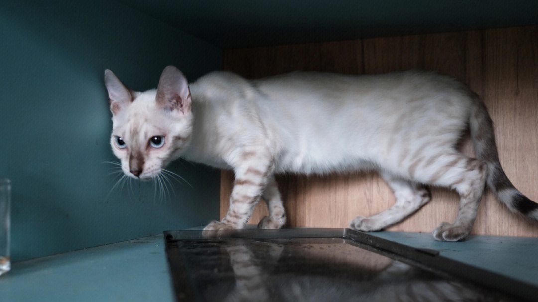 孟加拉豹猫雪豹猞猁色找家长