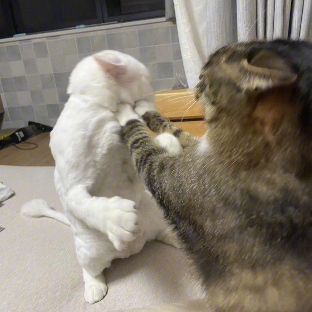 猫咪打架打出表情包