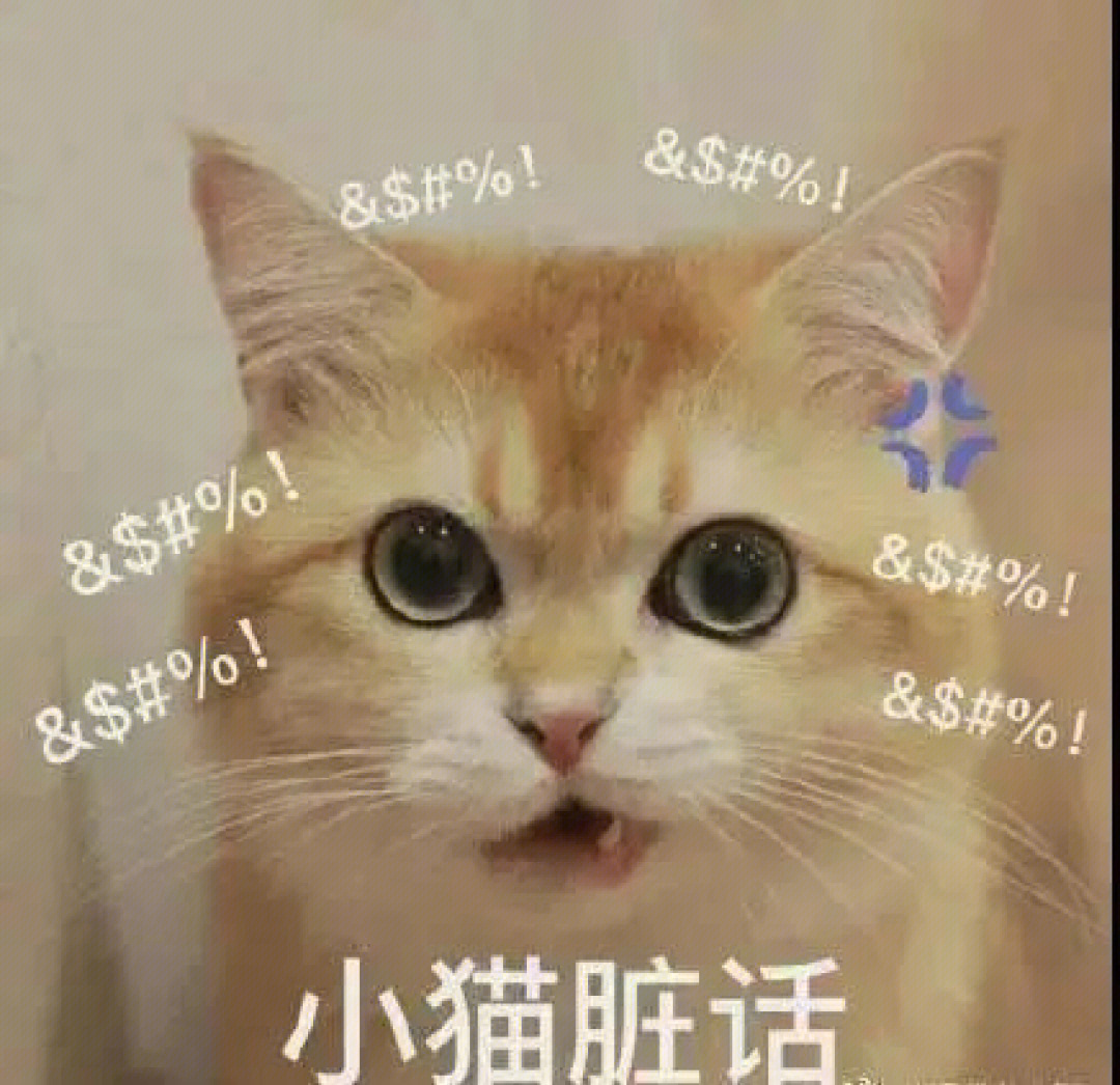 小猫表情包