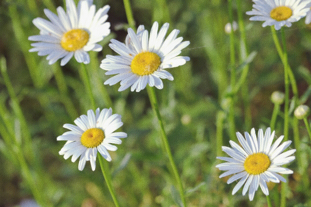 小雏菊