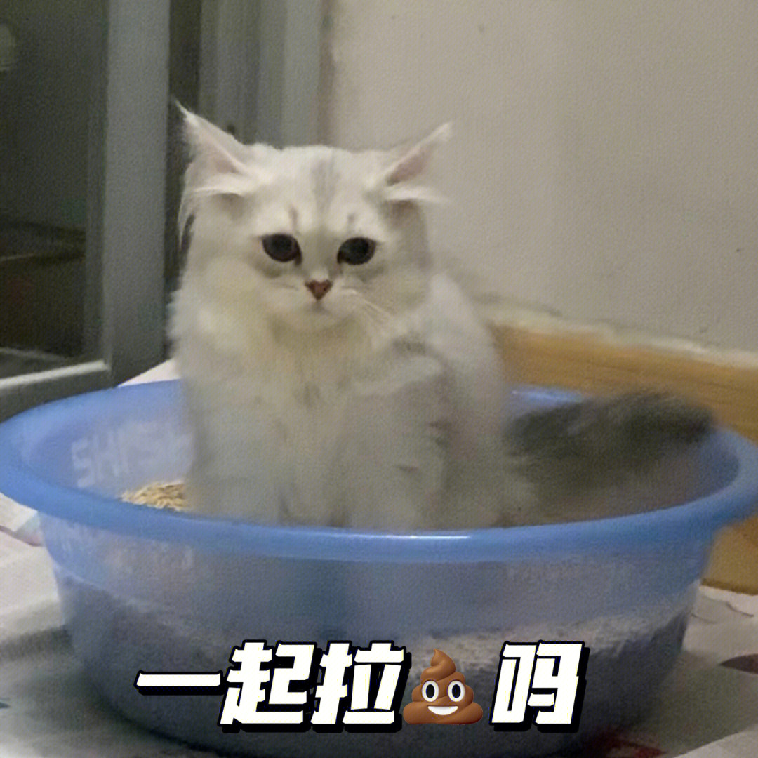 用上正经猫砂盆之后啵唧笑了