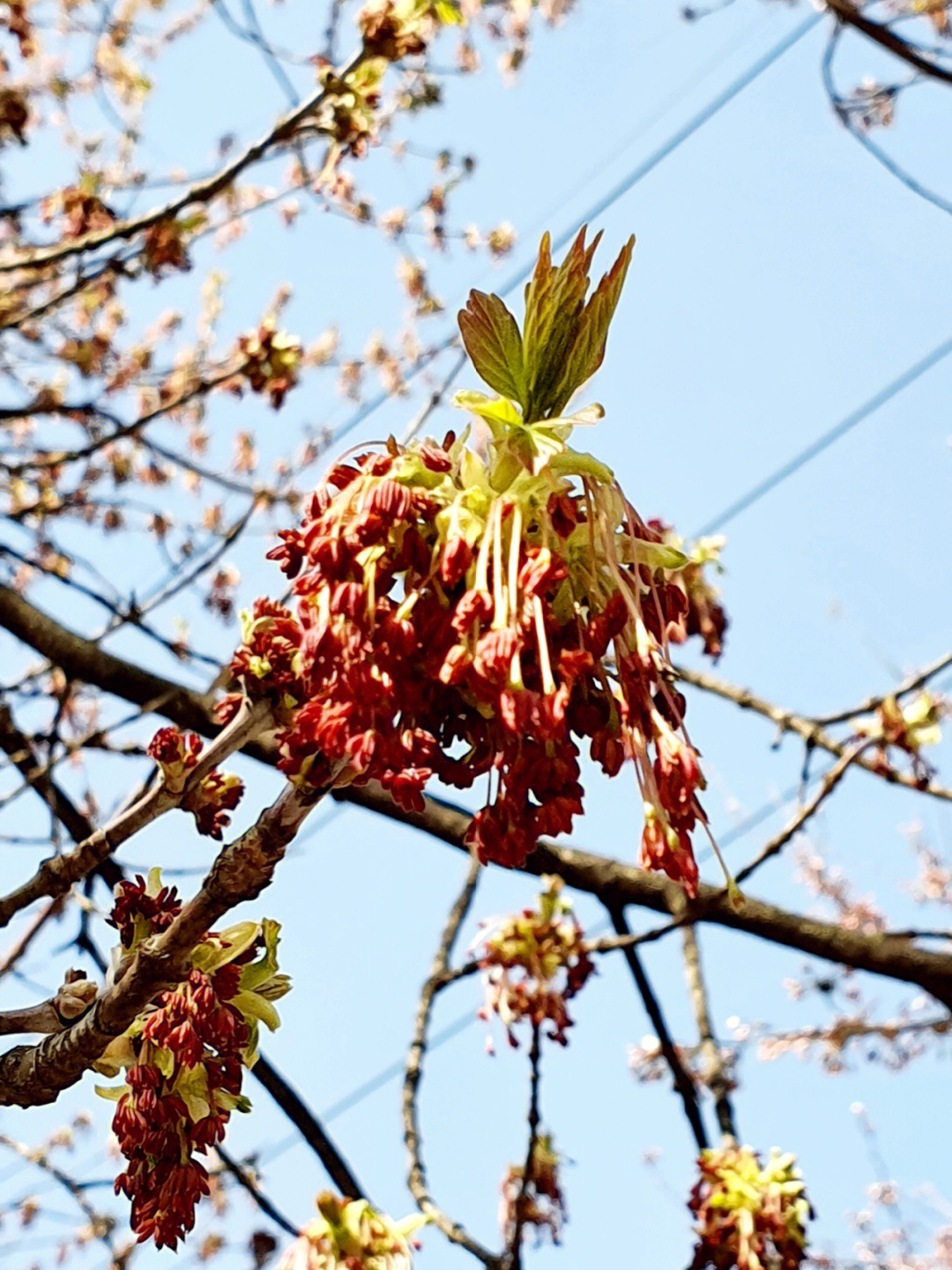 梣叶槭开花