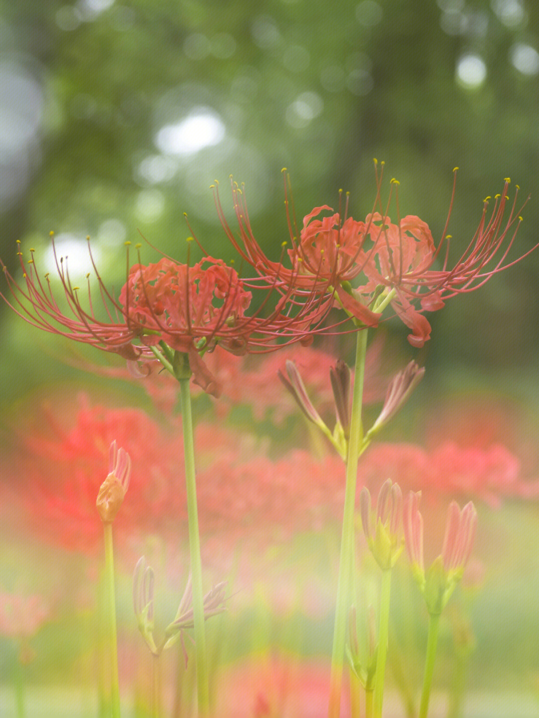 秋日赏花彼岸花