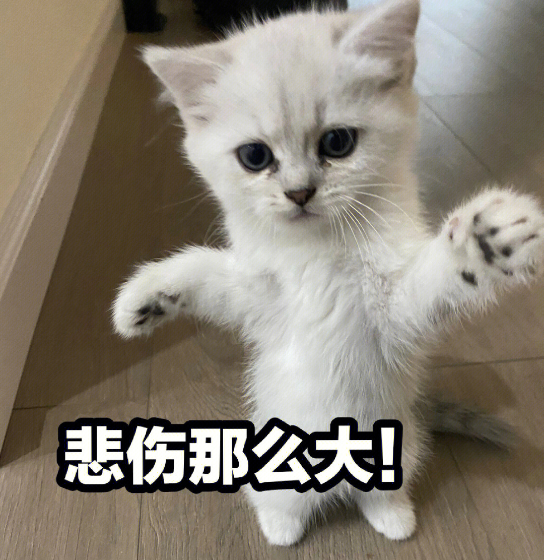 小奶猫#可爱表情包#小奶猫成长记 这样的小可爱你们爱了吗