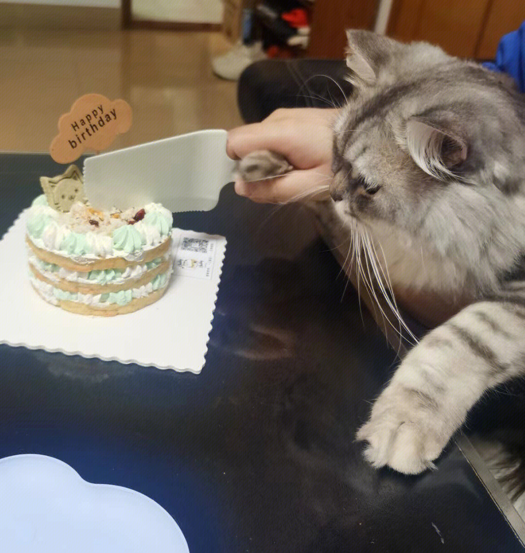 小猫偷吃了蛋糕胚子图片