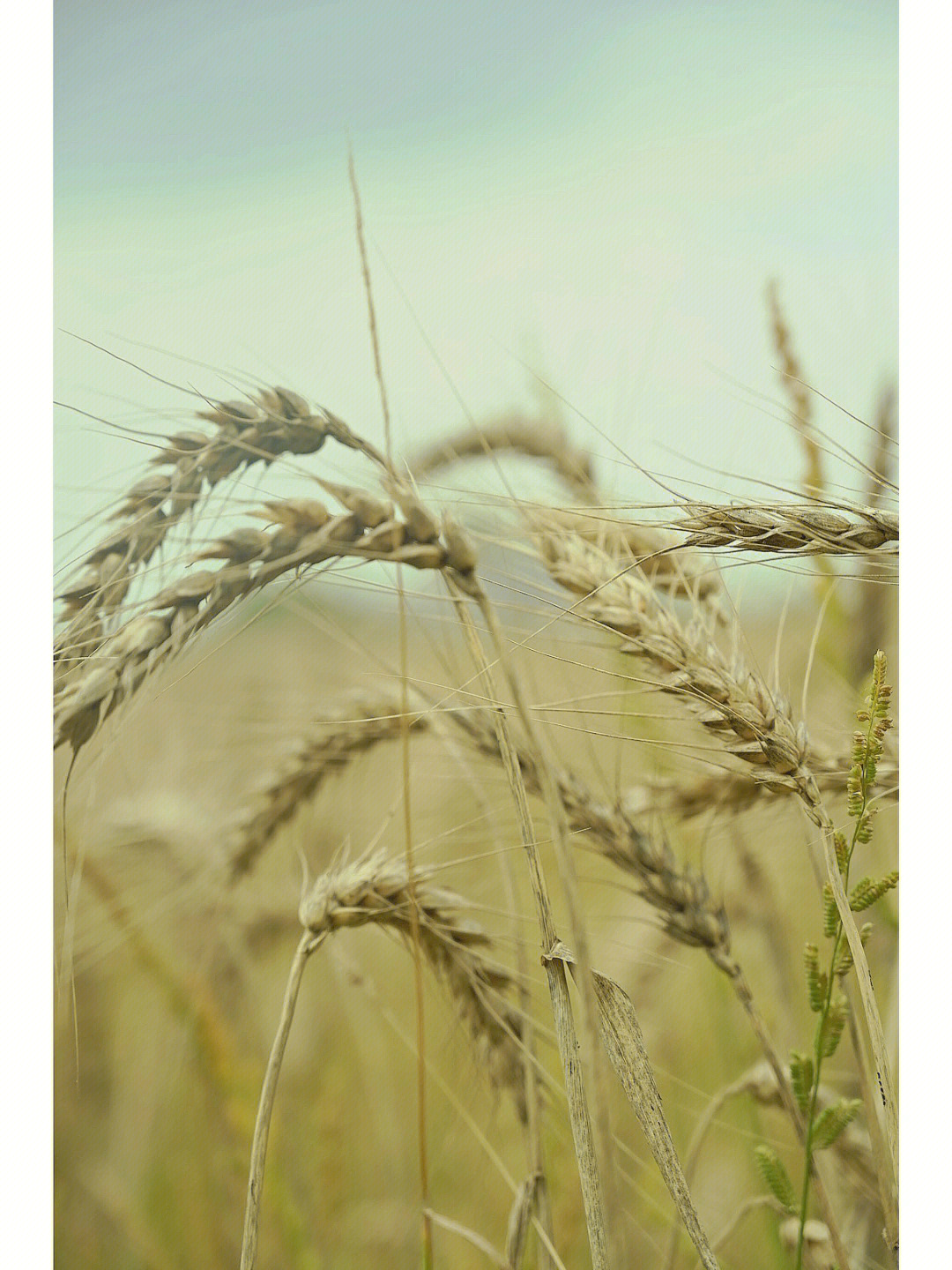 麦子熟了低头的图片图片