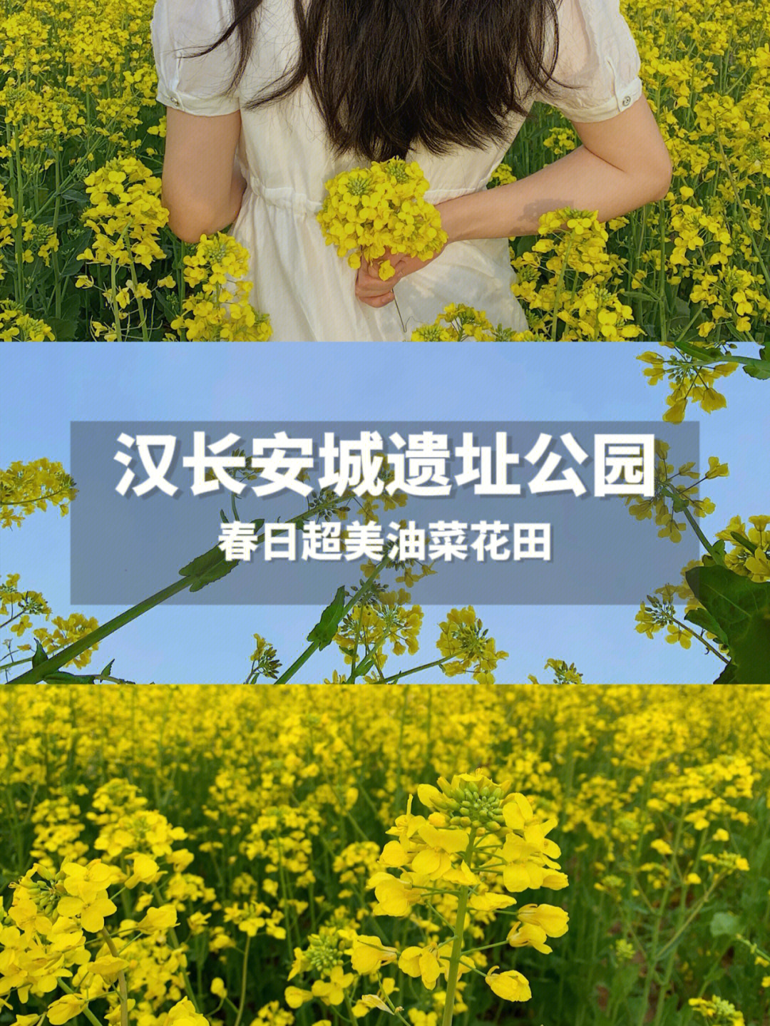 长安杨庄油菜花位置图片