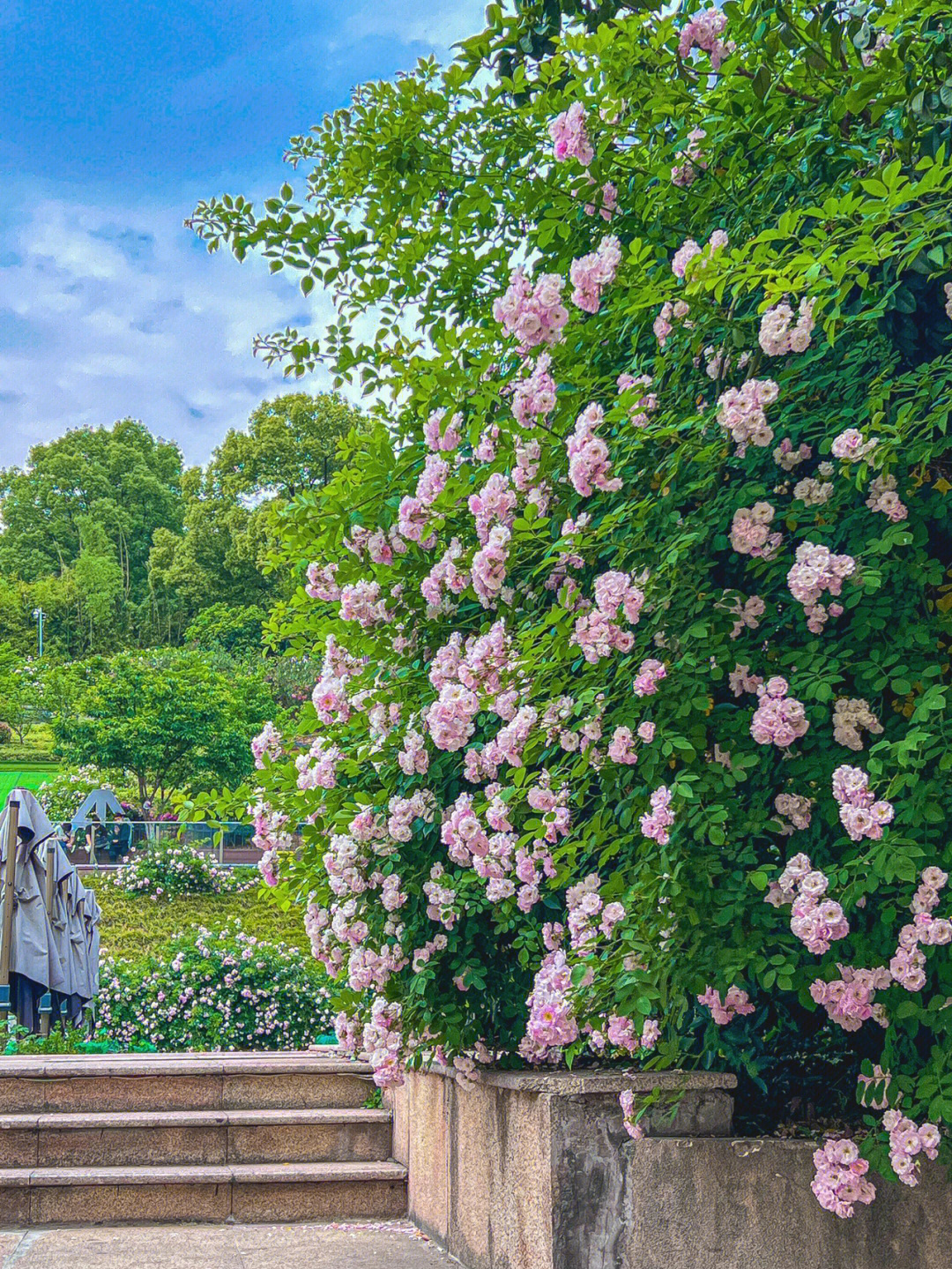 南京蔷薇花坠多的地方在这60我的莫奈花园