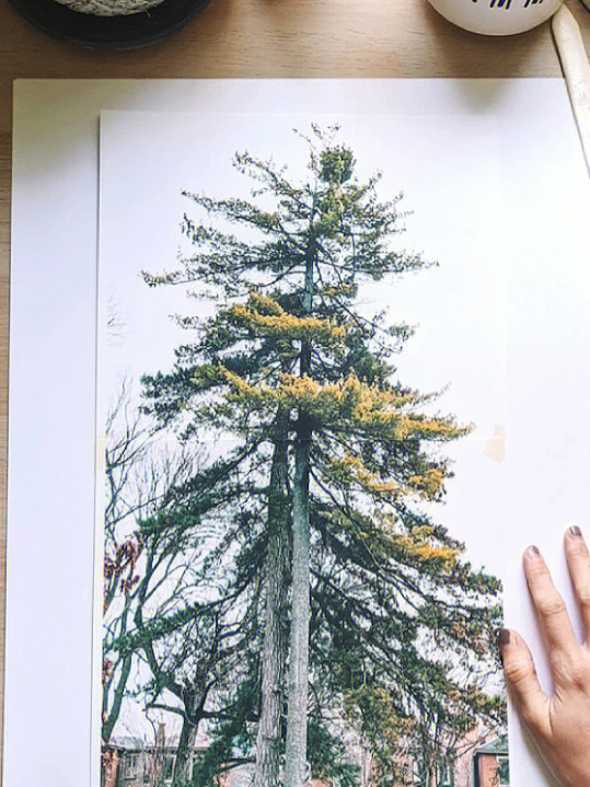 用水彩画一对松树