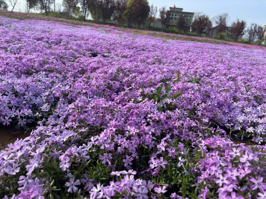 可可爱爱芝樱花