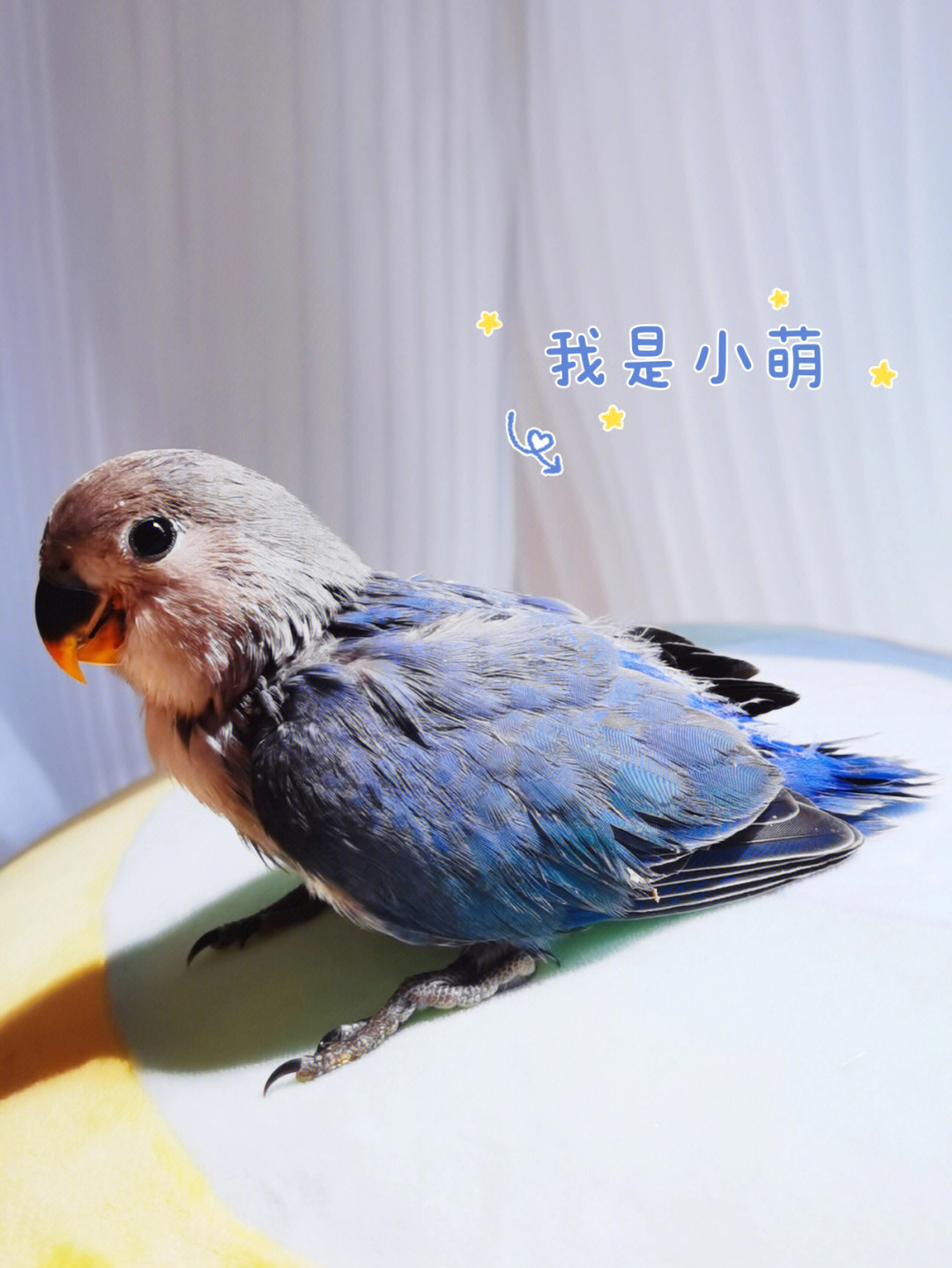 蓝灰牡丹鹦鹉图片
