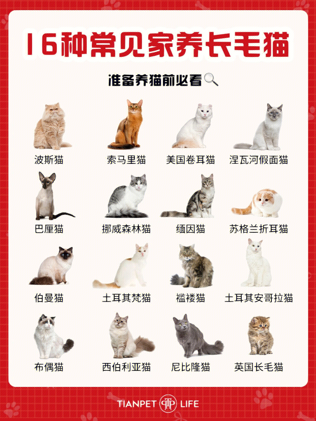 名猫的种类和图片名字图片