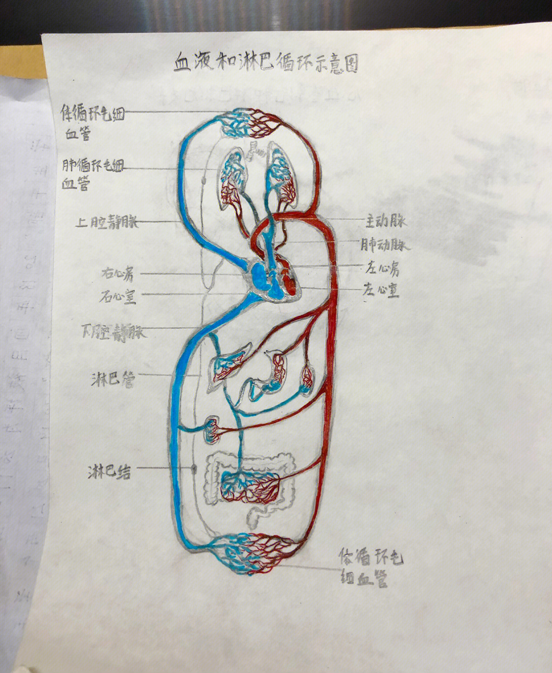 手绘血液循环简图图片
