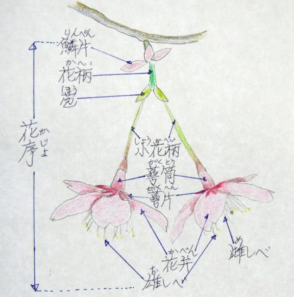 樱花结构示意图图片