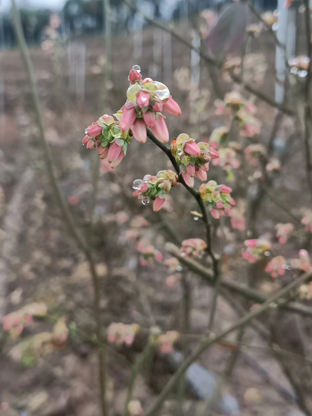 蓝莓花花