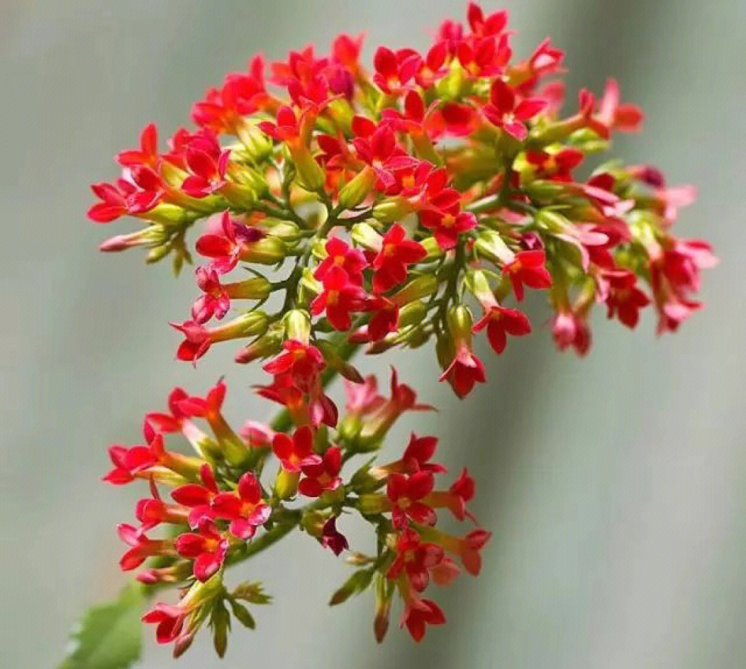 万寿花简介图片