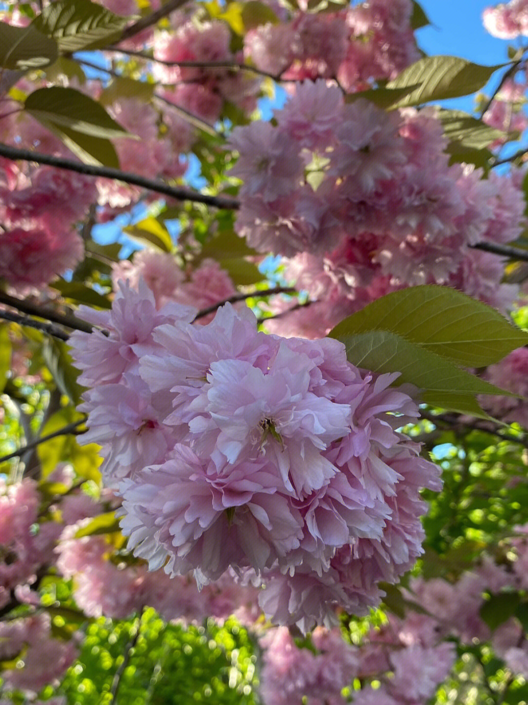 cherry94仅供参考94度娘查到的信息如下95中文名:日本晚樱拉丁