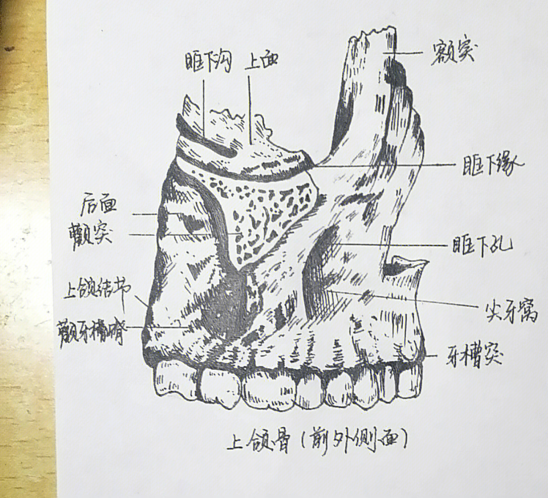 口腔手绘图