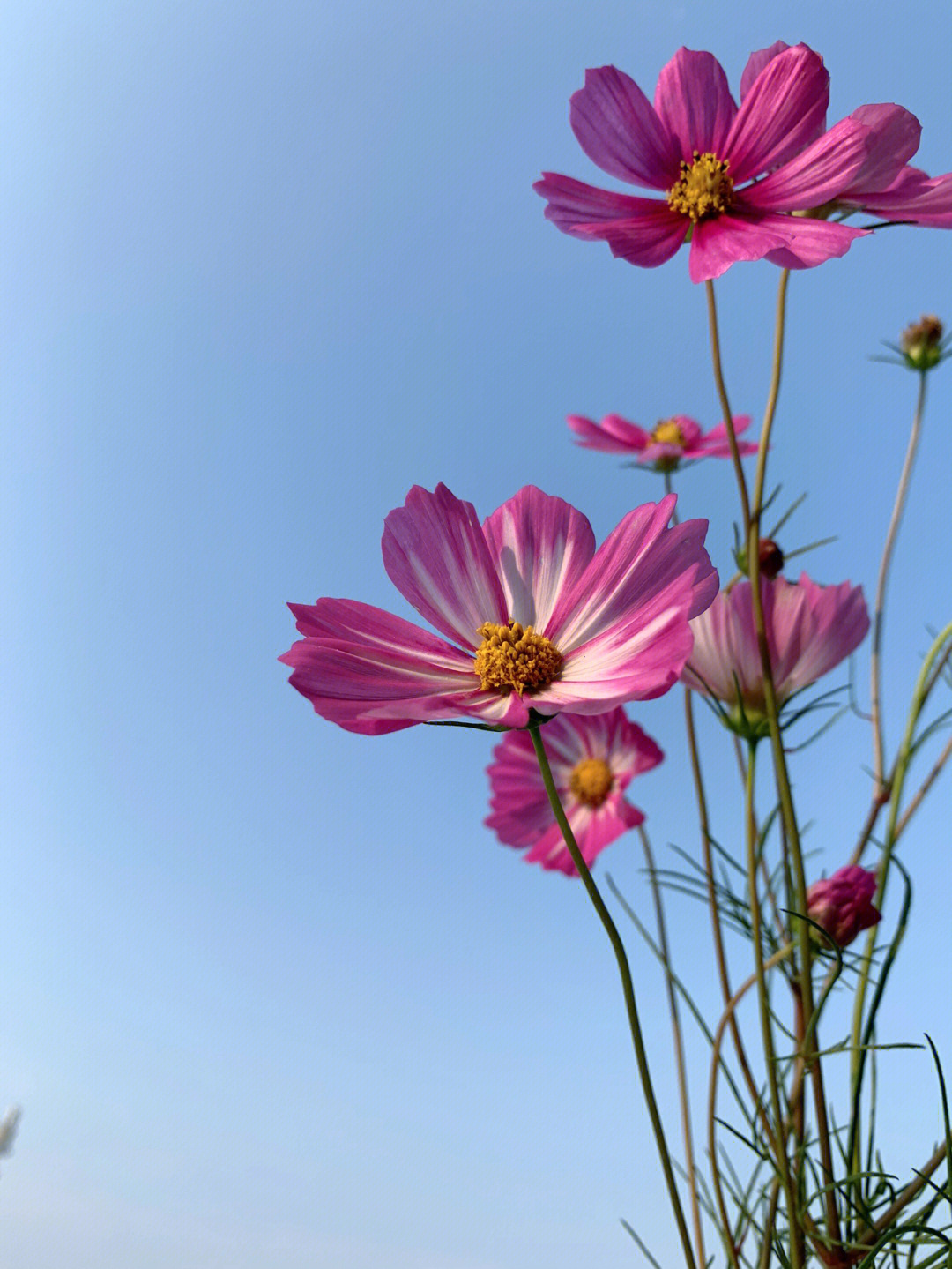 格桑花花语