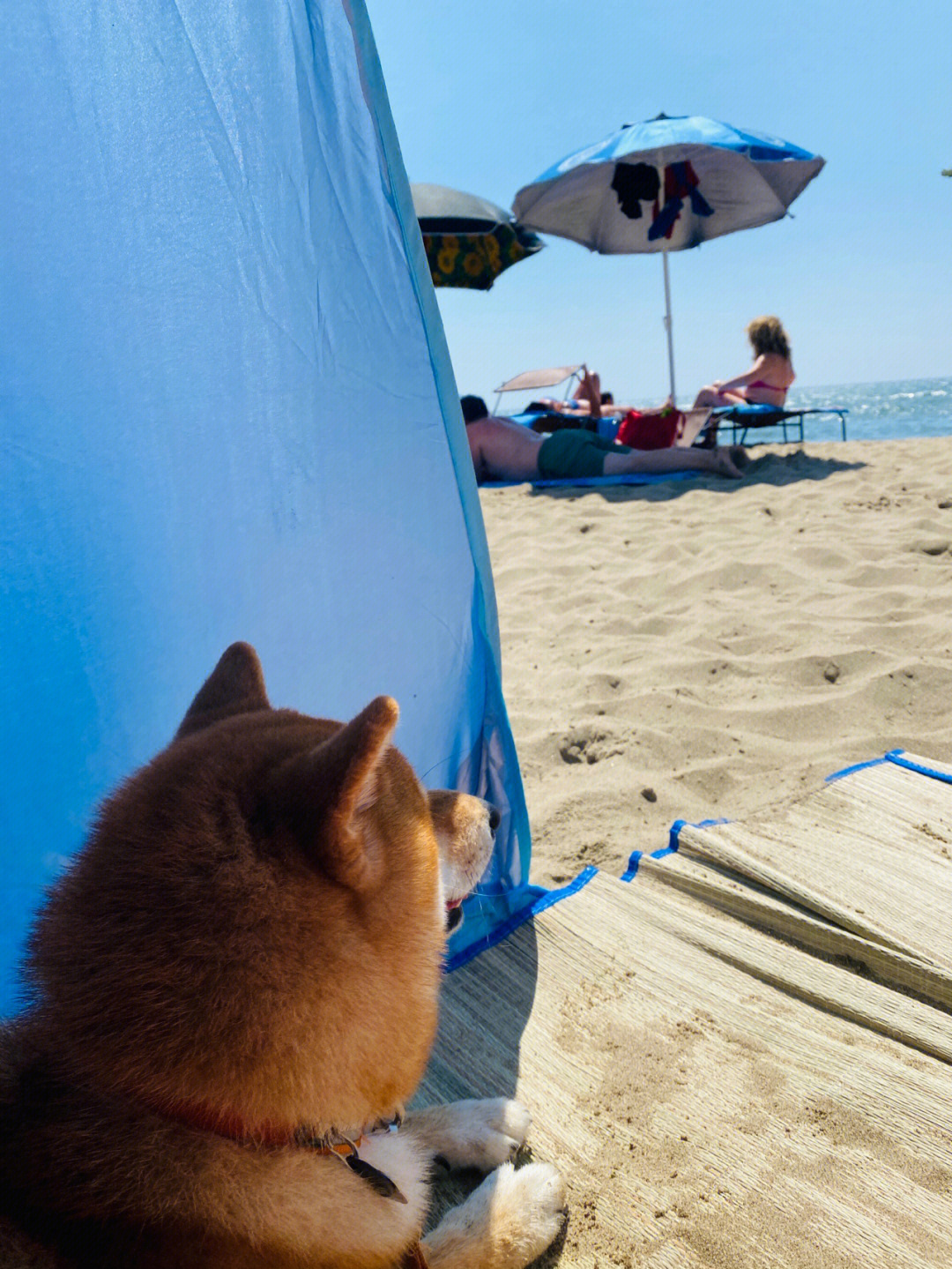 柴犬日常第一次去海滩