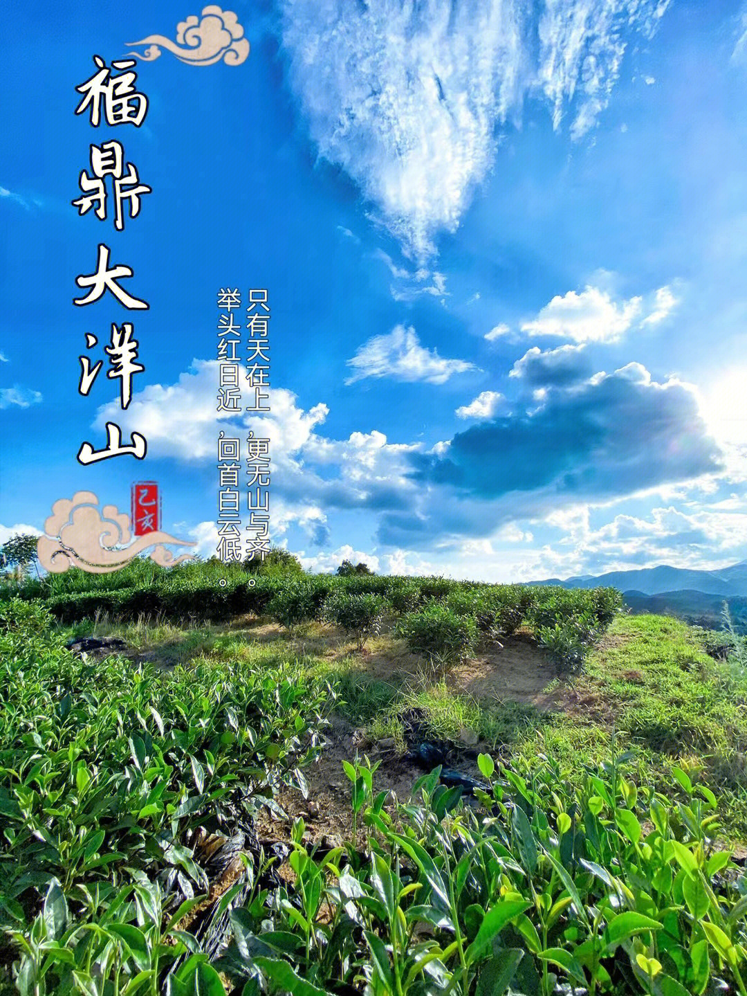 福建大洋山生态白茶图片