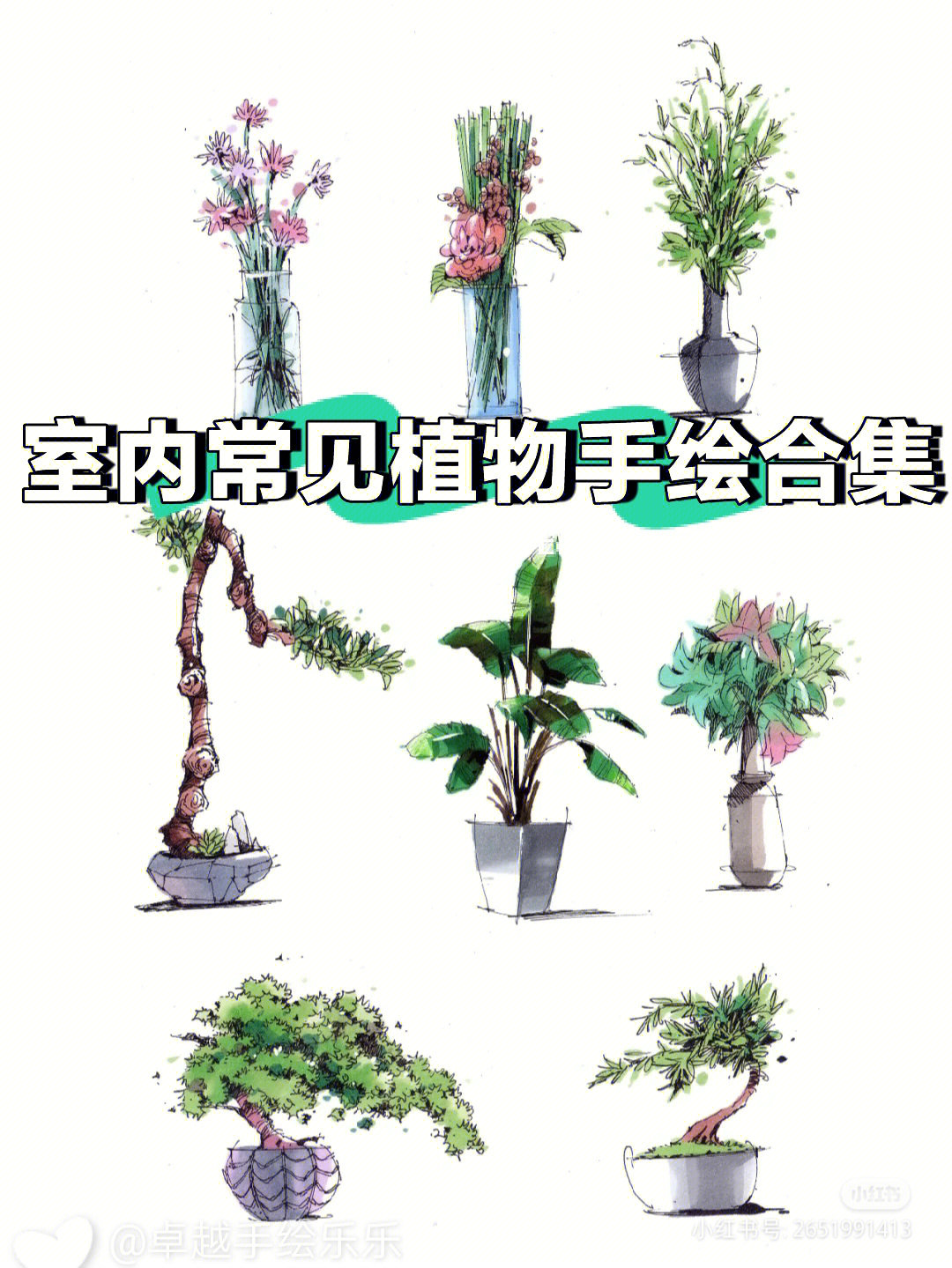 室内常见植物手绘合集卓越设计教育