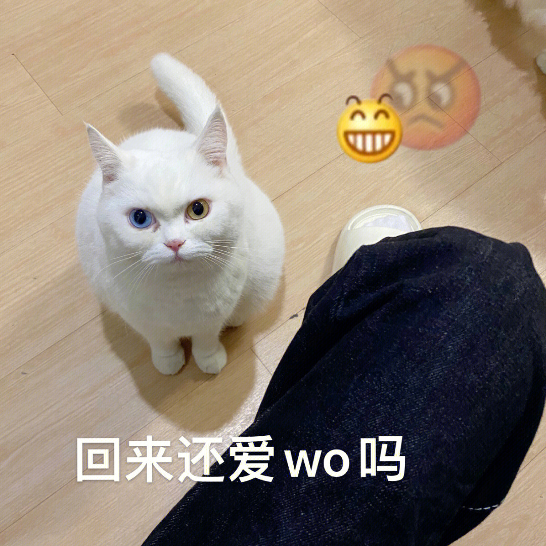 猪妹表情包图片