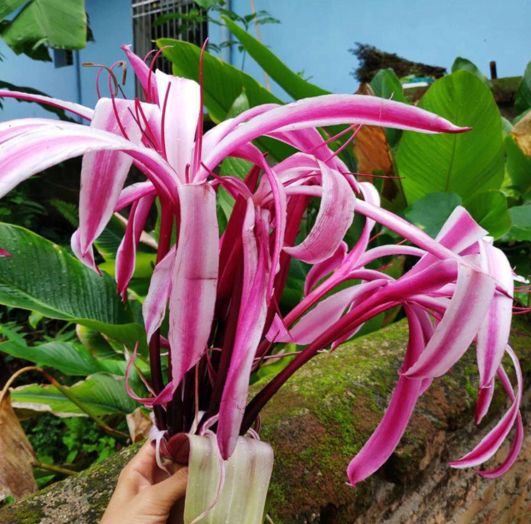 文殊兰开花寓意 花语图片