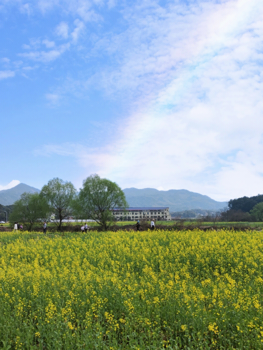 长沙茶亭花海