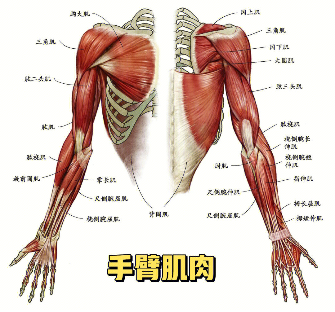 手臂结构示意图图片