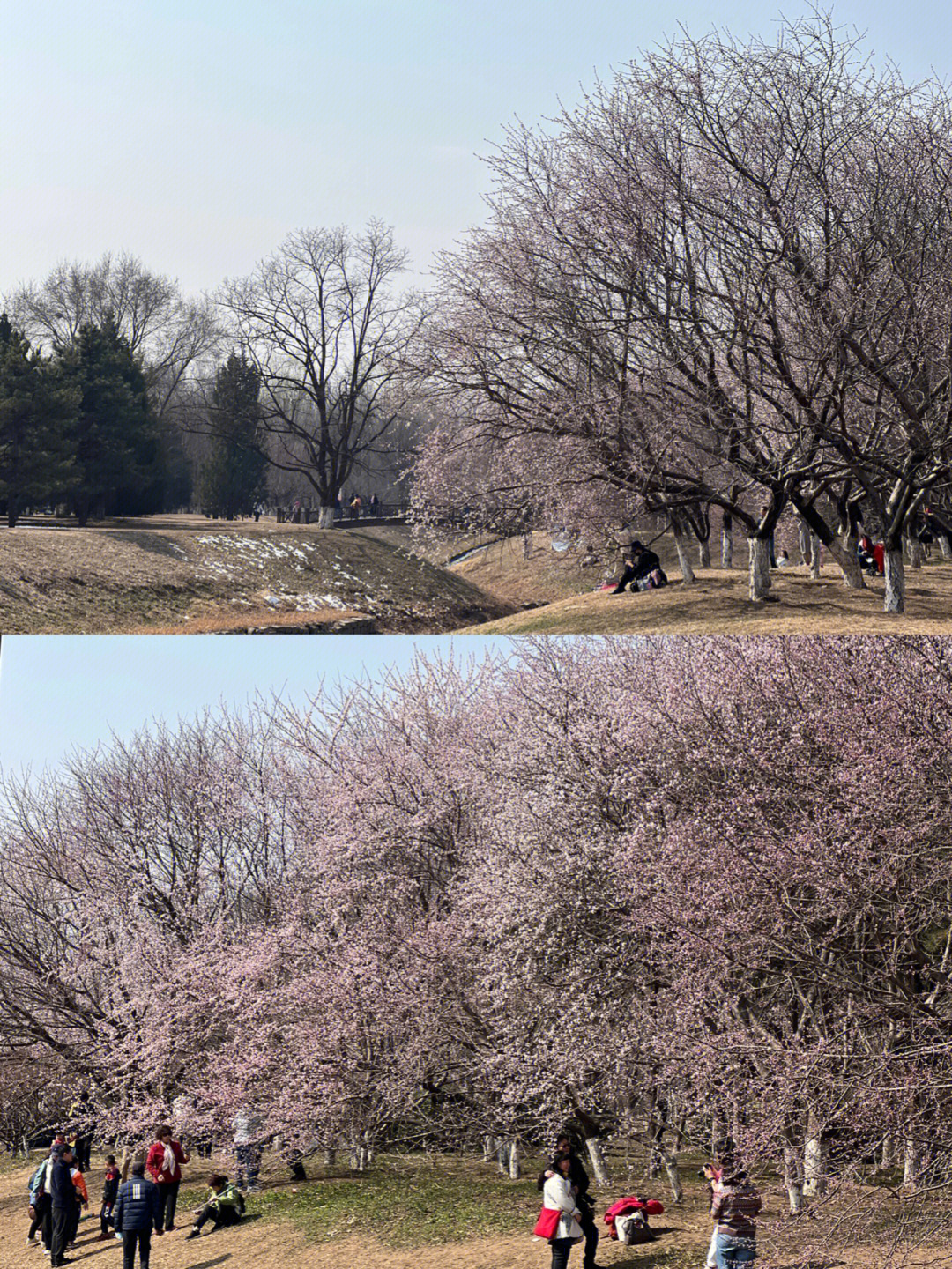 奥森山桃花开啦桃花林超详细路线攻略