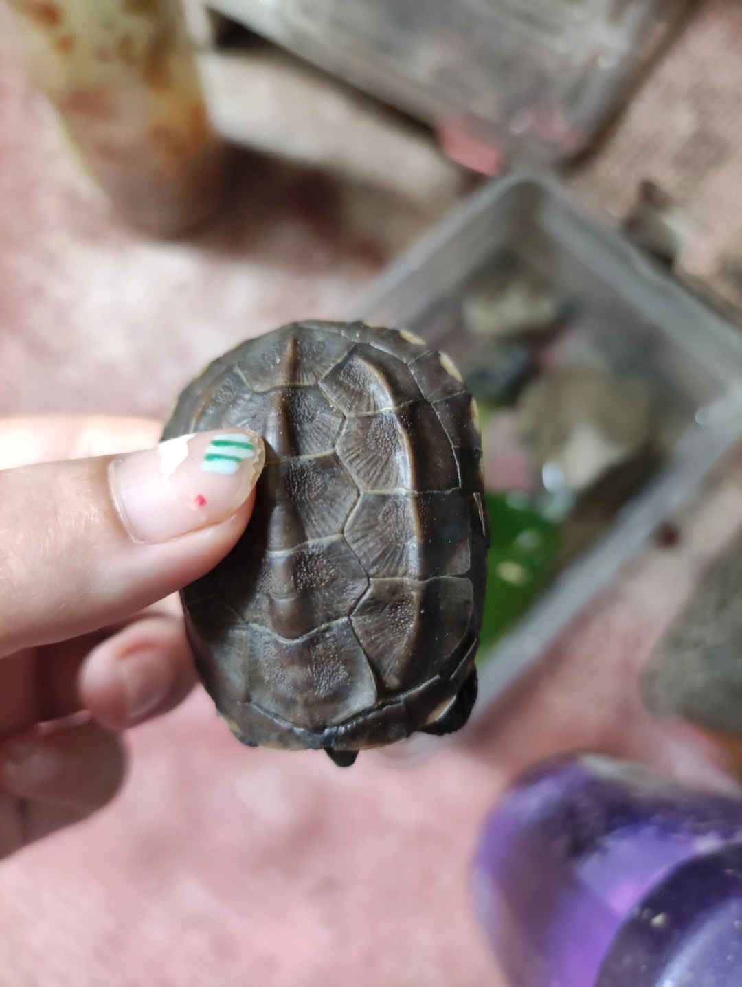 这是龟龟腐皮腐甲吗