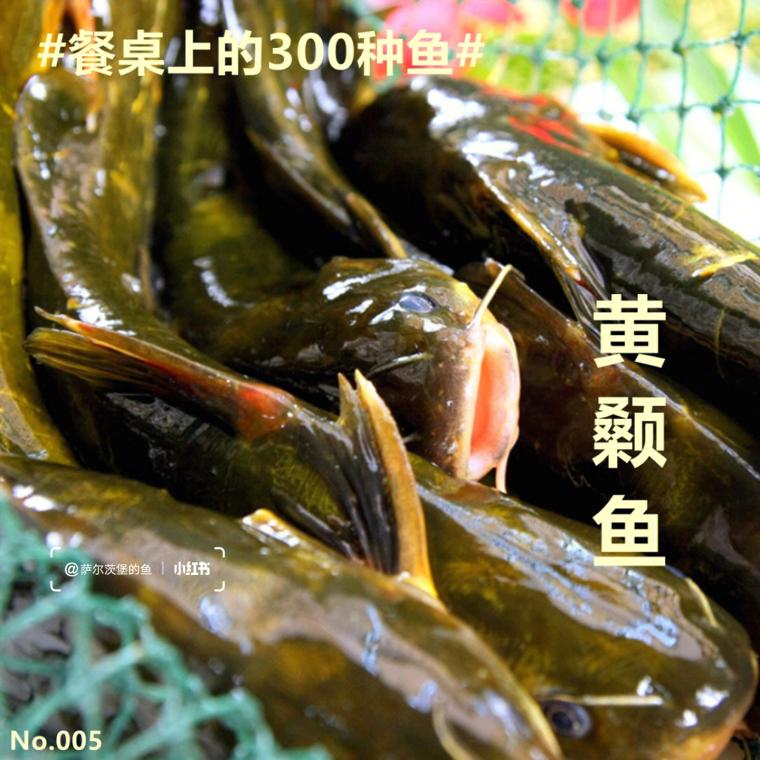 餐桌上的300种鱼黄颡鱼005