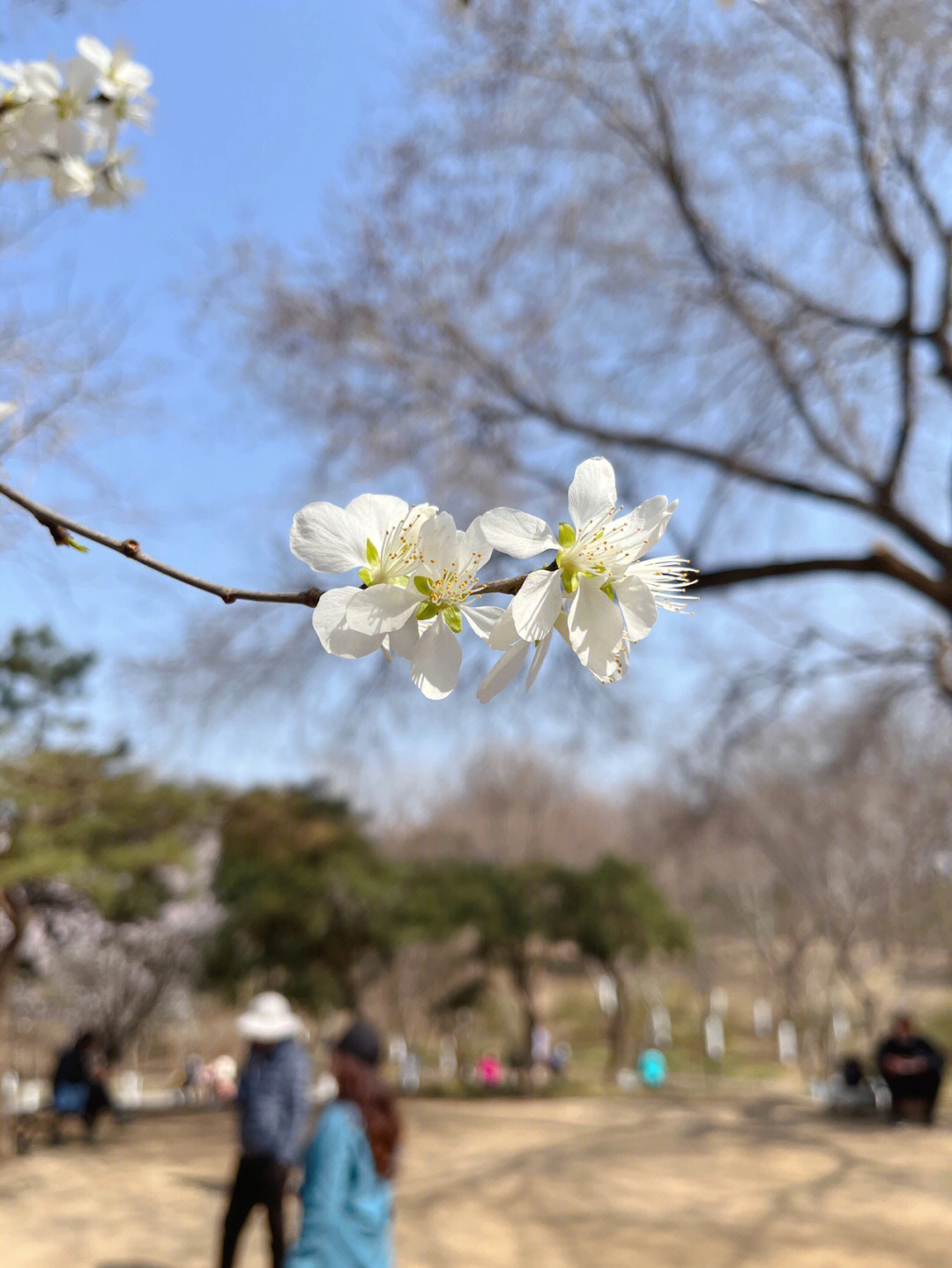 玉渊潭赏花