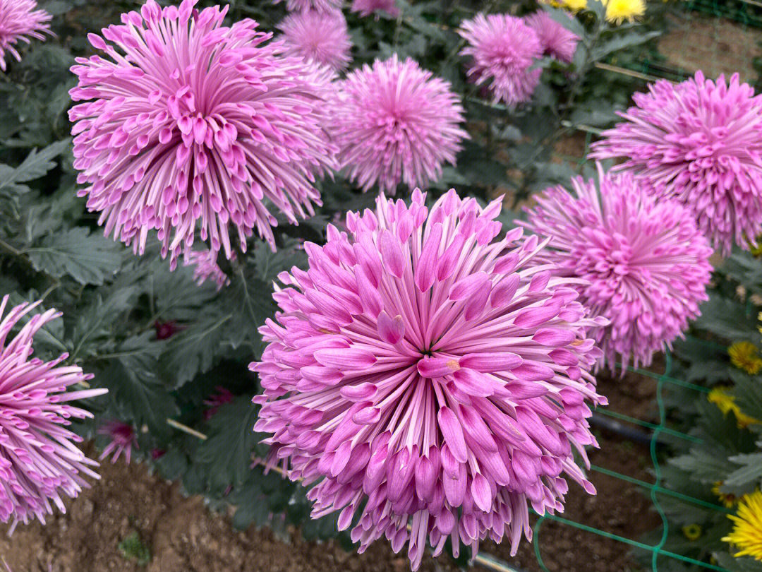 南京江宁湖熟菊花展