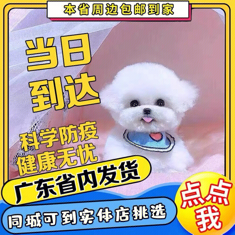 佛山,喜欢宠物的朋友可以过来现场撸狗9898狗狗品种介绍大/中型犬