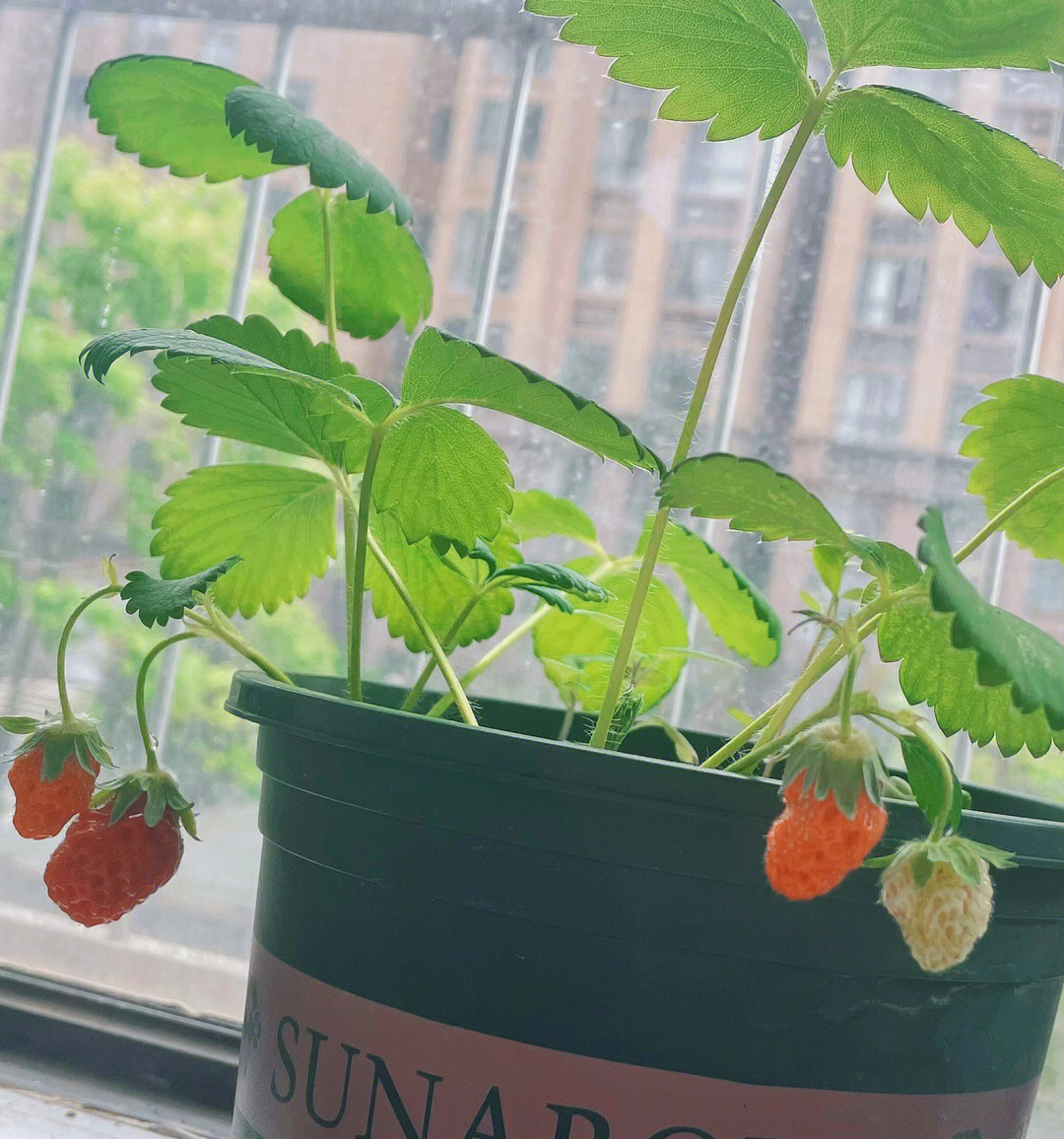 没想到野生的草莓也能长大太棒了