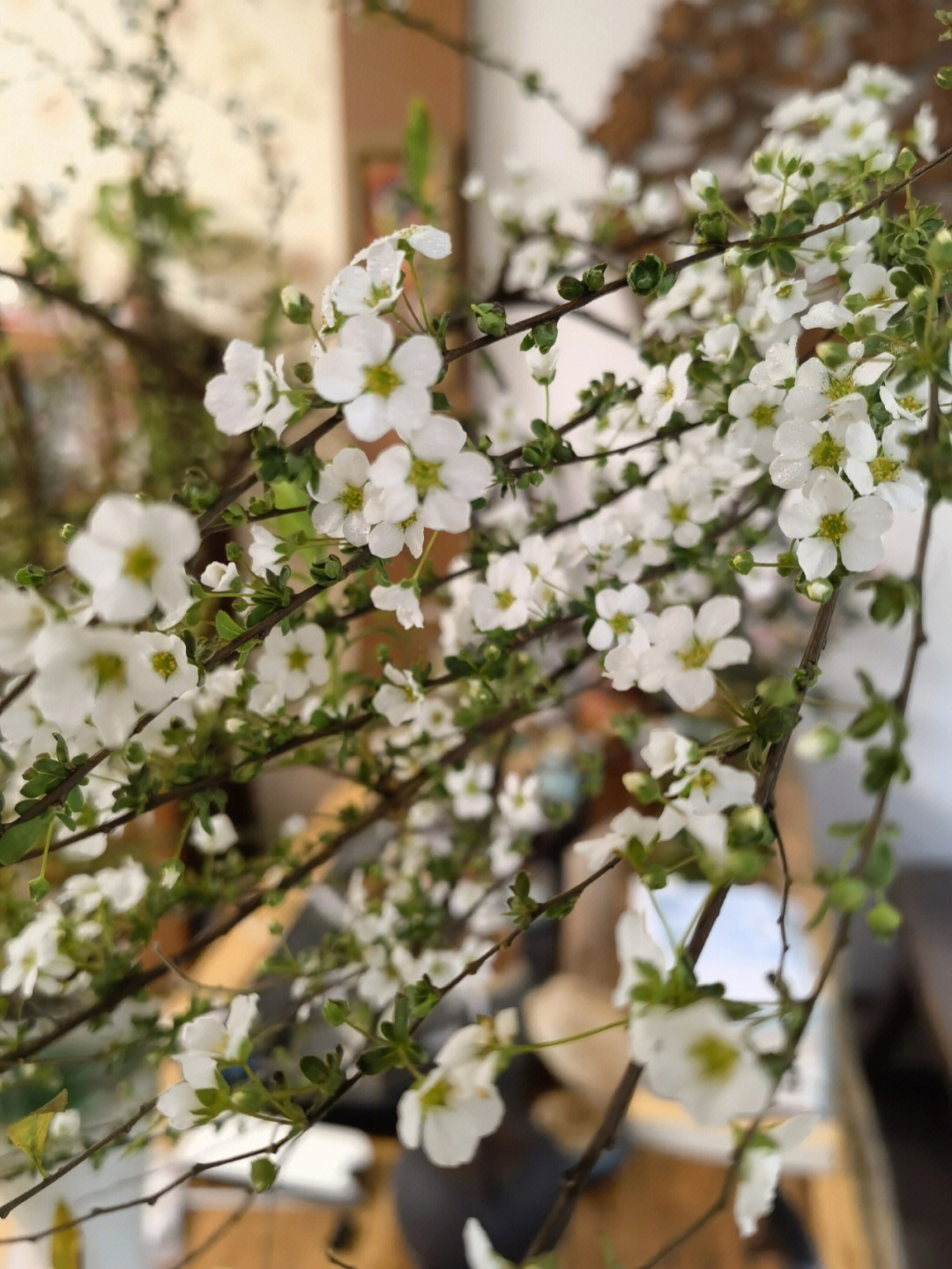 雪柳花家里图片