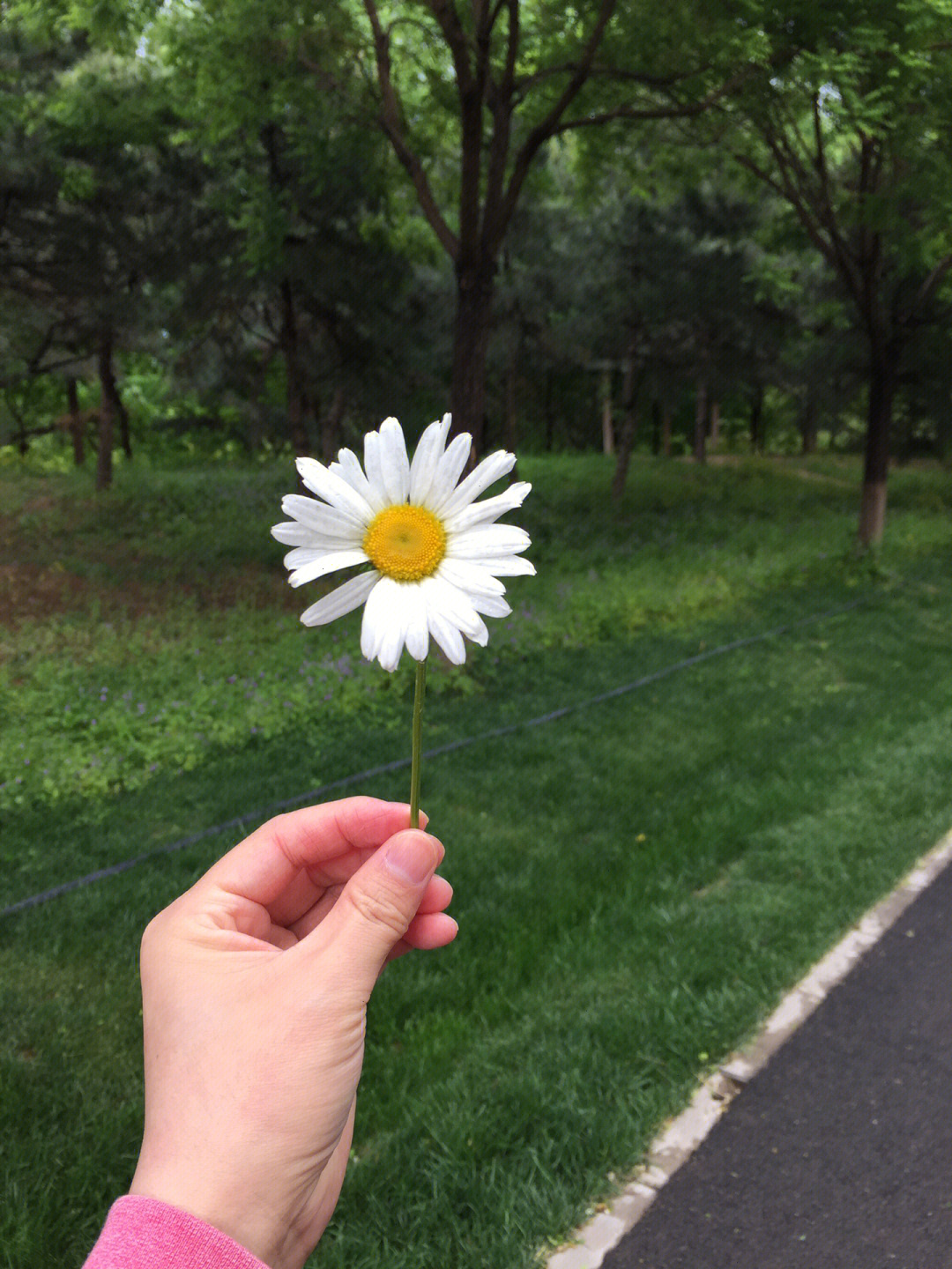 一朵雏菊