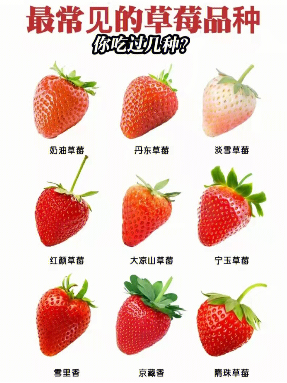 牛奶草莓品种简介图片