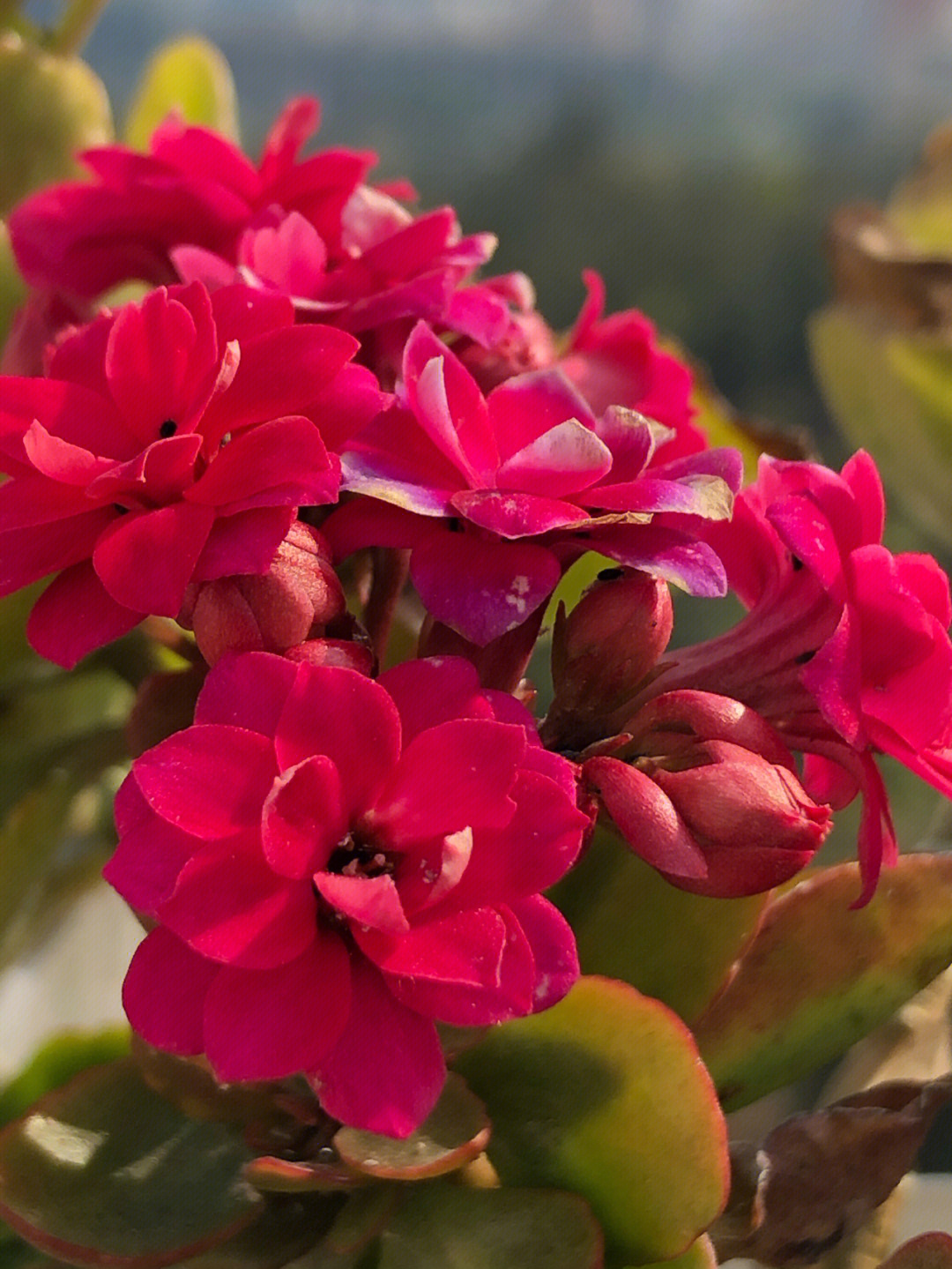 形容各种花的颜色图片