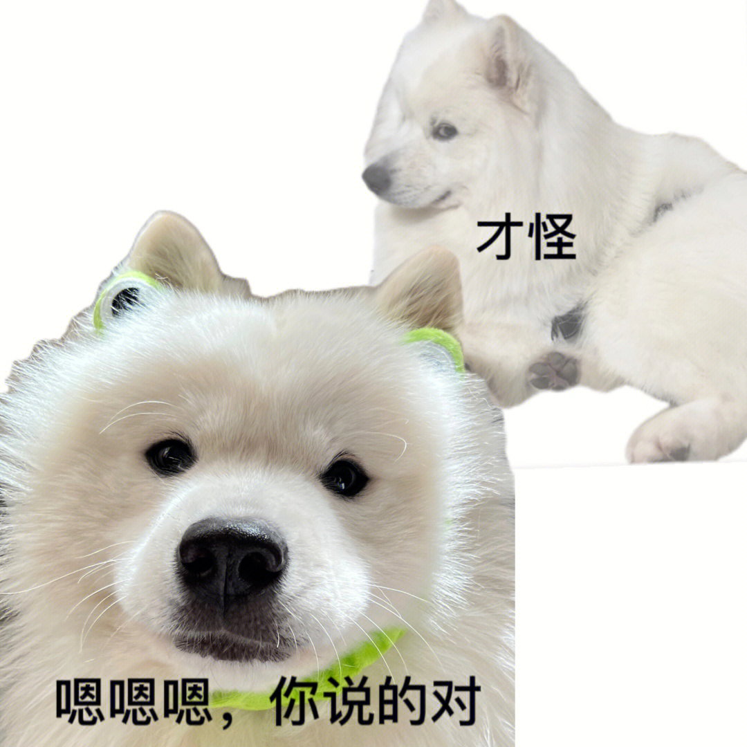 萨摩耶#可爱#狗狗#表情包#表情包分享#搞笑表情包#卡通