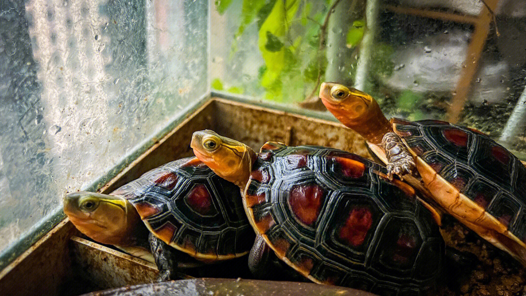 世界上最可爱的乌龟图片