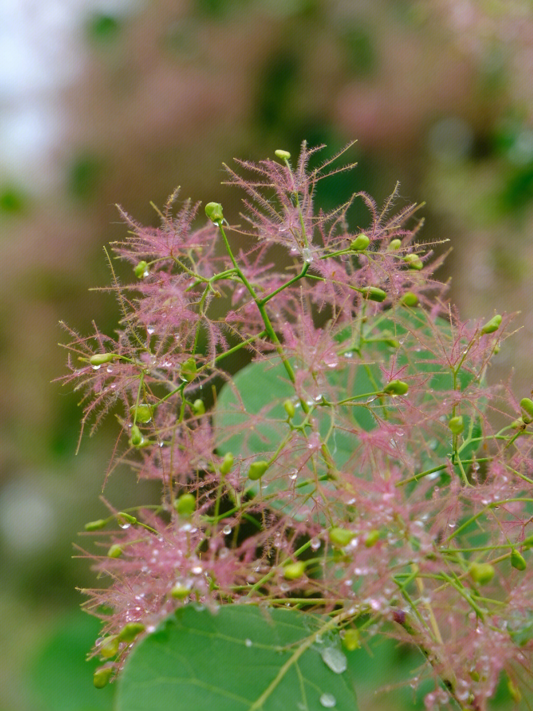 百望山黄栌花开