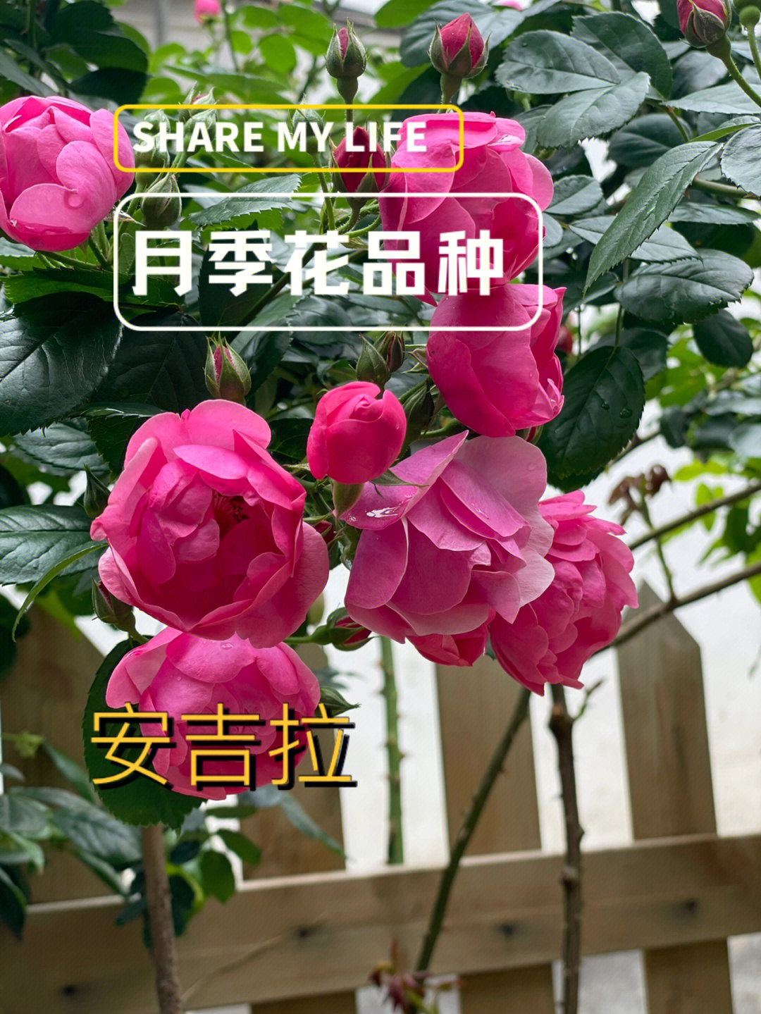 安吉拉月季花柱图片