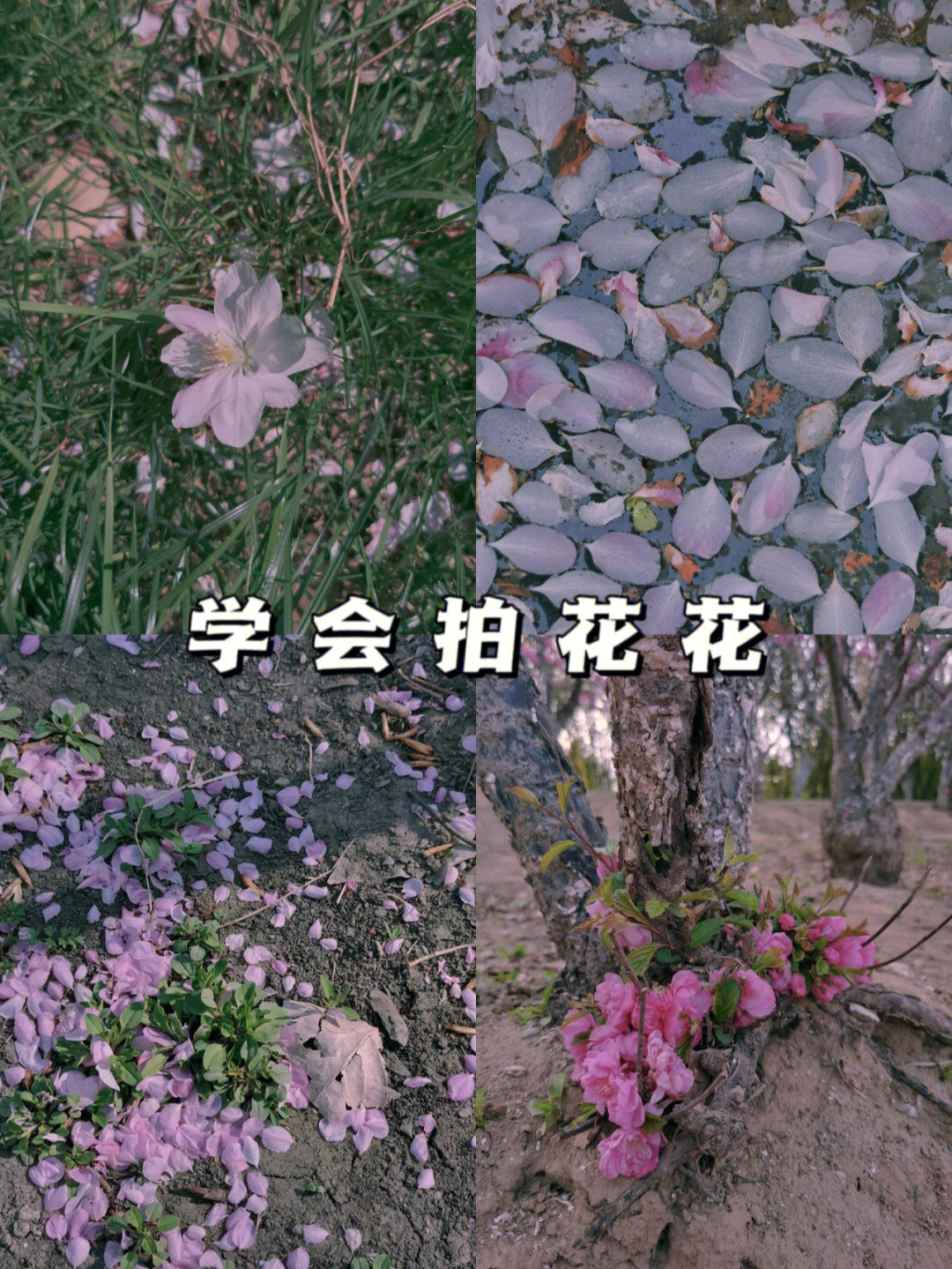 学会拍花花摄影分享构图技巧