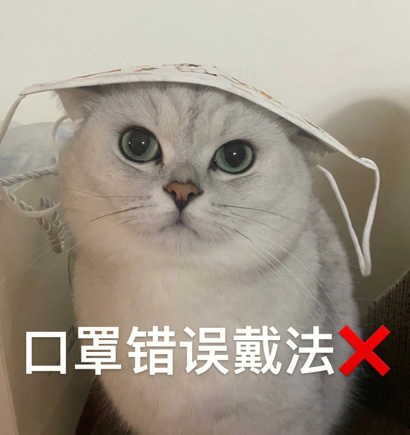 戴口罩的猫主要内容图片