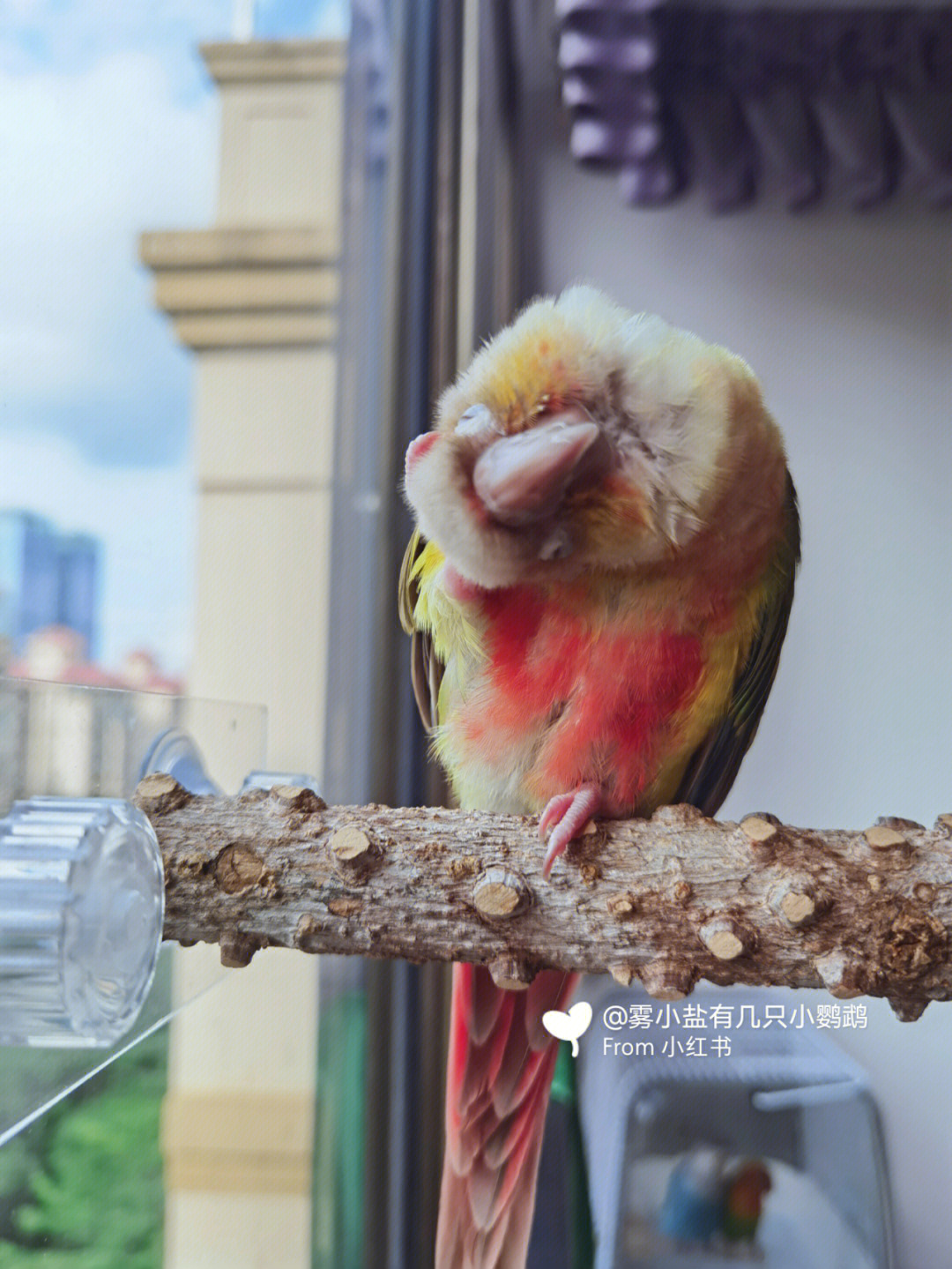 痒小合鸽鸟子图片